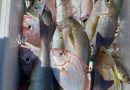 6月28日 トツカアジ　引っ掛けの違うも沢山きたぞ