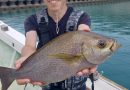 8月24日 落とし込み　浜ちゃんも海の男になって50年　いままで見たことがない大きなイサキが　これわ本間にイサキか❗