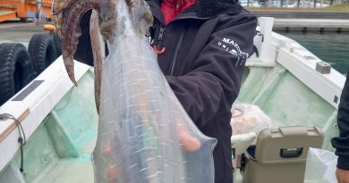 11月13日 アオリイカ 11月13日 アオリイカ