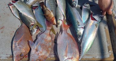 3月11日　オオサバやオオアジ